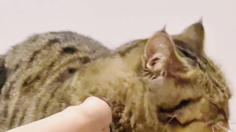 😂 Cat Says: 'Your Feet Stink, Get Them Away!' 🐾 #PetStarPlans