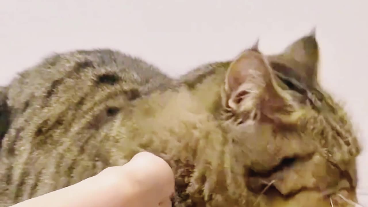 😂 Cat Says: 'Your Feet Stink, Get Them Away!' 🐾 #PetStarPlans