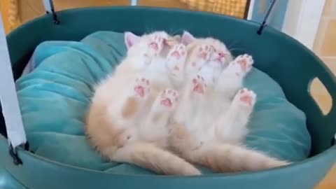 Cutest Cats Video