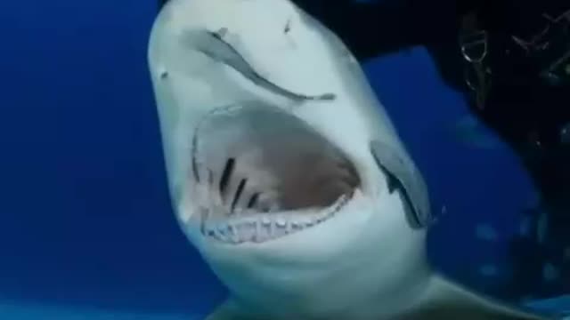 Time to clean teeth 🦷 🦈