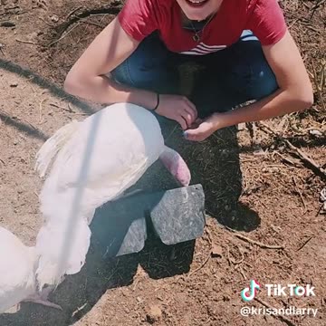 Meet the turkeys - Invite to the Yavapai County Fair