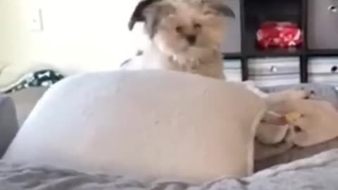 The FUNNIEST Animal Shorts Ever!