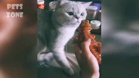 Cute cats and dogs funny video 2021
