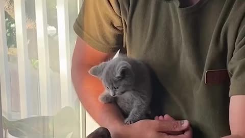 Kitten Family