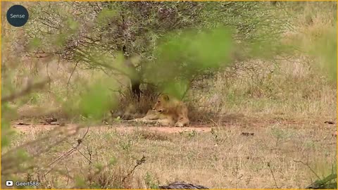 30 Moments When Big Cats Are Injured In Their Territory _ Wild Animals