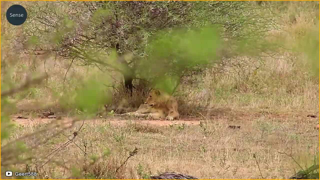 30 Moments When Big Cats Are Injured In Their Territory _ Wild Animals