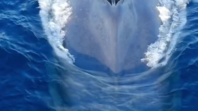 The largest animal on earth taking a breath at sunset!