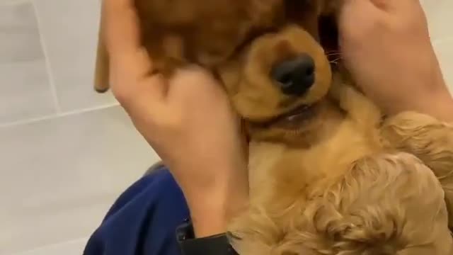 Cocker Spaniel - Playing Peek a Boo❤