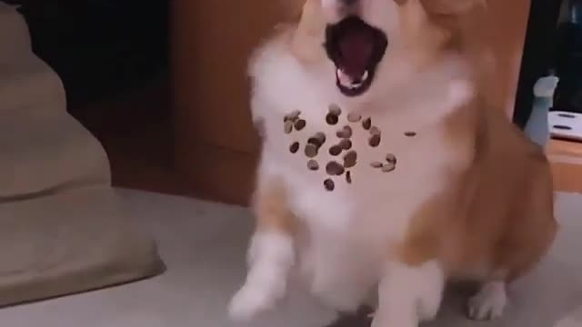 What a guy gotta do to get a snack around here?