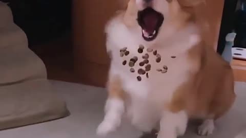 What a guy gotta do to get a snack around here?
