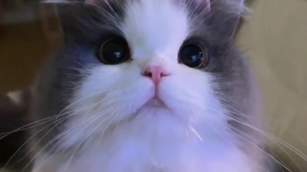 The little cat whined and came to me for food.