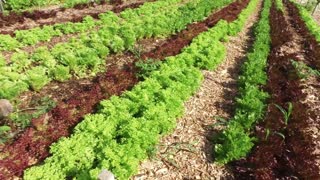 Farmers' Market Update & What's Growing 7-20-22