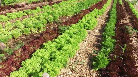 Farmers' Market Update & What's Growing 7-20-22