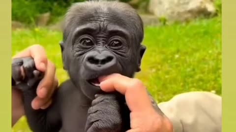 LITTLE GORRILLA