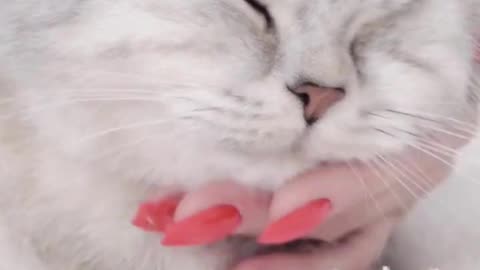 Funny Cat videos 🤣🤣