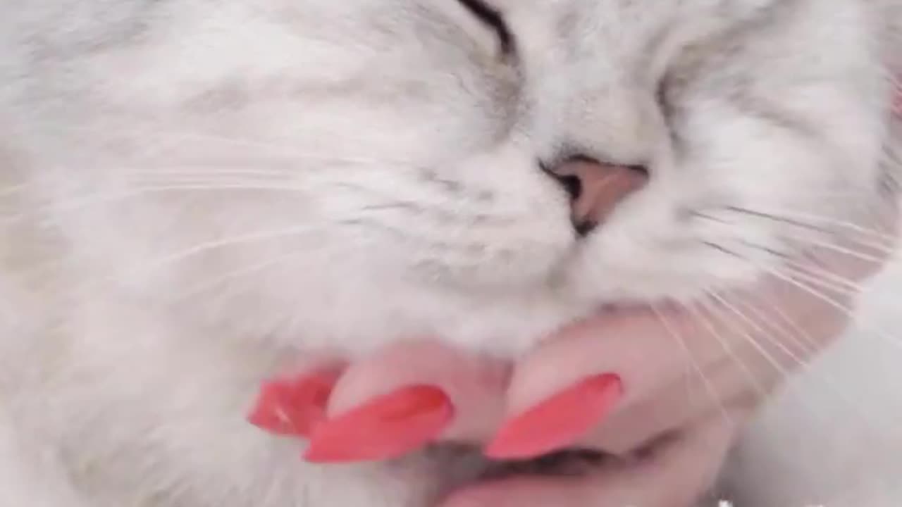 Funny Cat videos 🤣🤣
