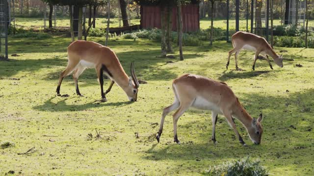 A Herd of Antelopes Eating Grass Outside