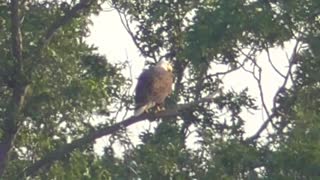 104 Toussaint Wildlife - Oak Harbor Ohio - Finally A Moment Of Peace