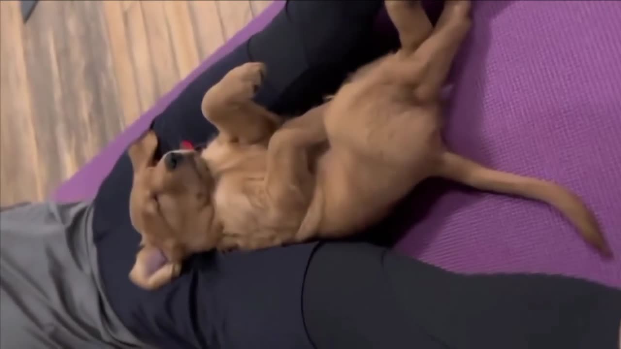 Yoga pets