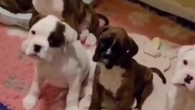 Cute and funny puppy