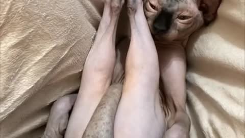 Lady Uncovers Sphynx Cat Sleeping Legs up Covering Its Face