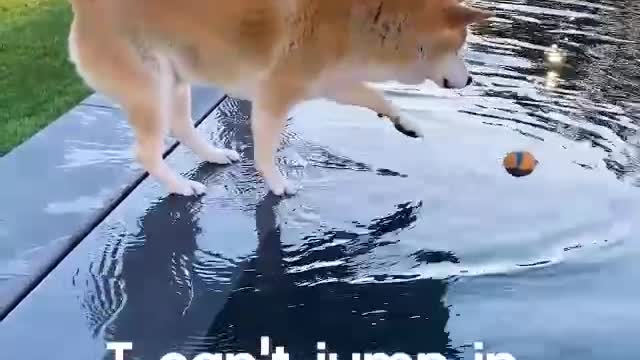 Hesitant Dog Tries to Grab Ball Floating in Pool