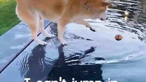 Hesitant Dog Tries to Grab Ball Floating in Pool