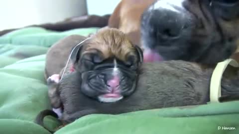 Live dog birth amazing