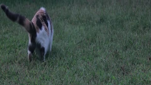 Cute Cat is Trying to Caught Flying Dragon | Must see these Wildcreatures