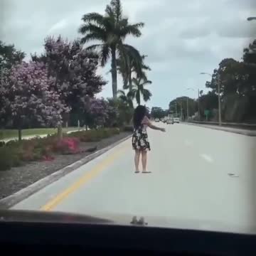 Beautiful Swan family on the side of the road trying to cross it.