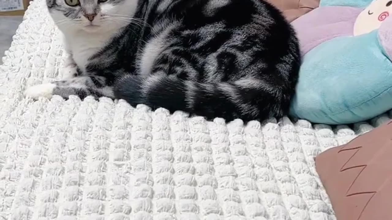 Funny Cat Video Try not to Laugh