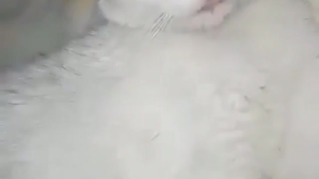 Beautiful red eye cat from Honduras