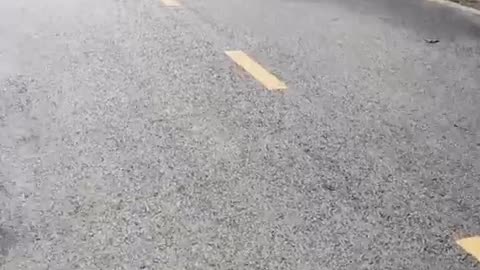 fatty demon pig - 2024 - September 6th - Deleted Youtube Livestream