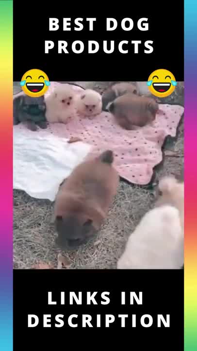 😂 Cute & Funny Dog Videos 44 😂 #Shorts #Dogtraining