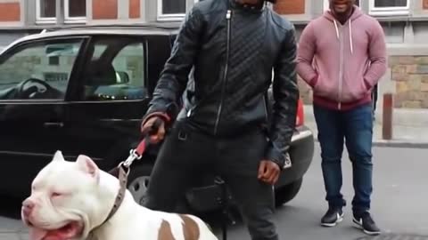 World's Biggest And Baddest Pit Bull