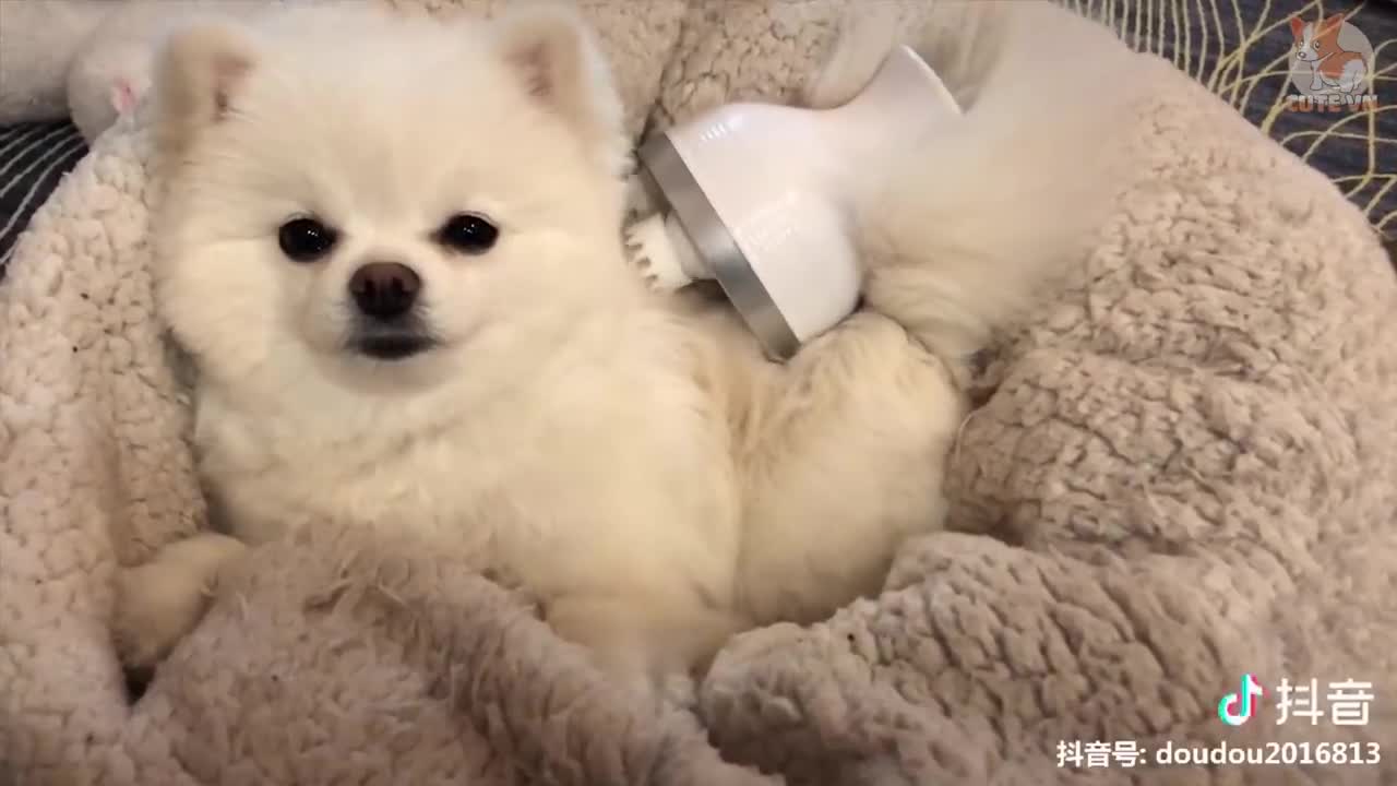 ♥TikTok Pets_ Funny and Cute Pets Compilation