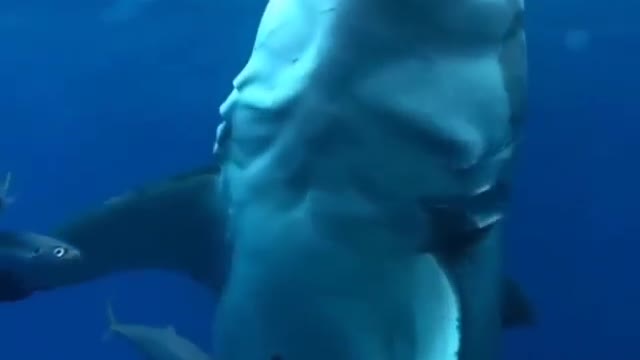 SHARK WITH ITS GIANT MOUTH FEEDING, BEAUTIFUL!