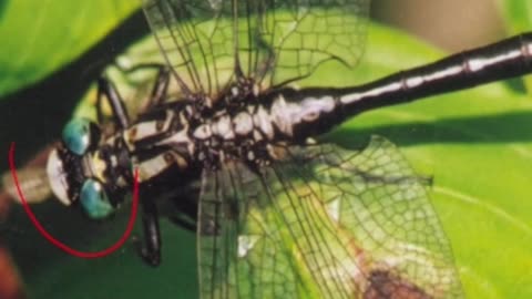 Entomology and Insects - Gomphidae ID - Dragonflies