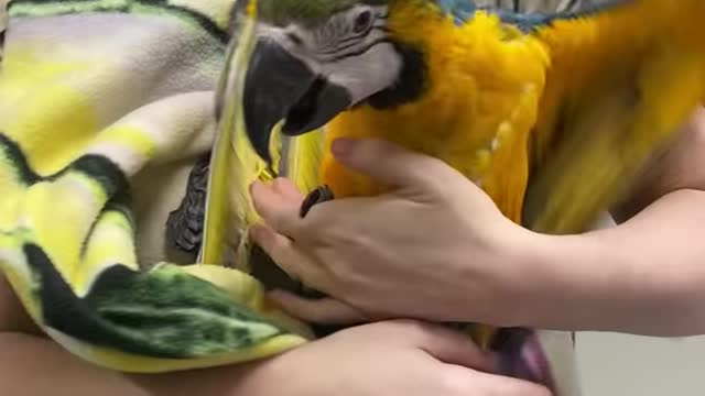 Beautiful Macaw wakes up from anesthesia and just wants to be cuddled!