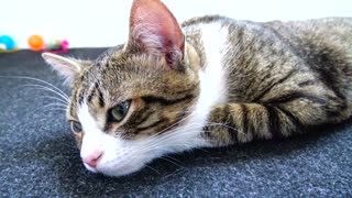 Green Eyed Little Cat Yawns