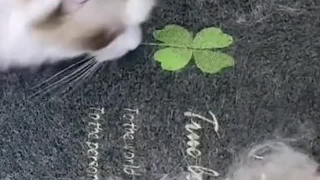 When a Cat Owns the Room πΈπ±
