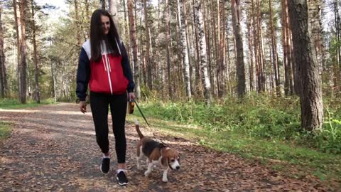 Girl walking with a dog Beagle in the autumn Park