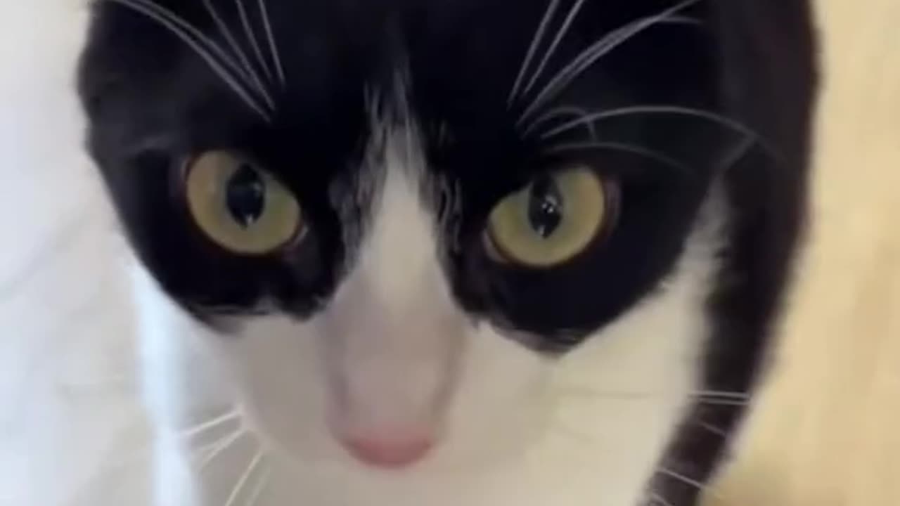 What!!! Very funny cats compilation😹😹😹