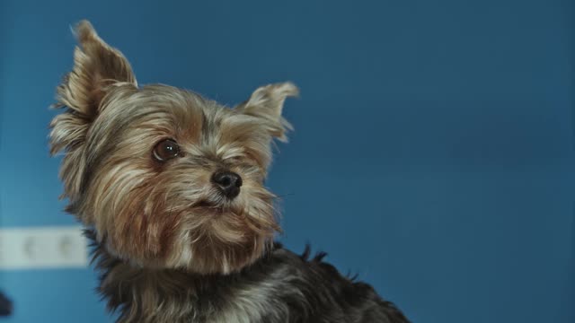 A Yorkshire Terrier Pet Dog Sitting on the Table