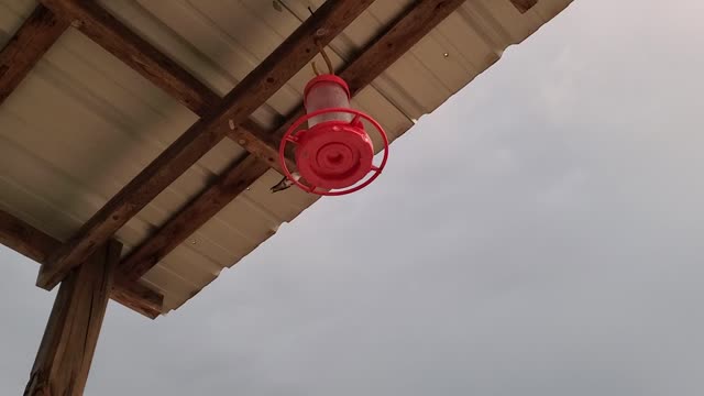 Hummingbird feeder