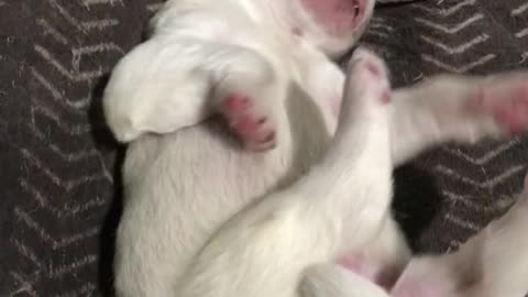 Stella's pups at 6 days old!