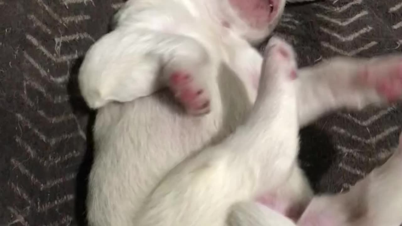 Stella's pups at 6 days old!