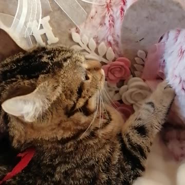 My Sweet Valentine cat