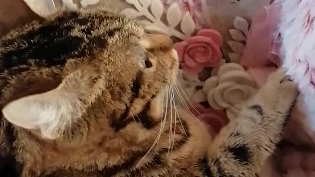 My Sweet Valentine cat