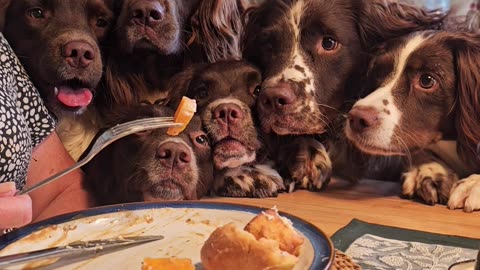 Hungry Hungry Spaniels